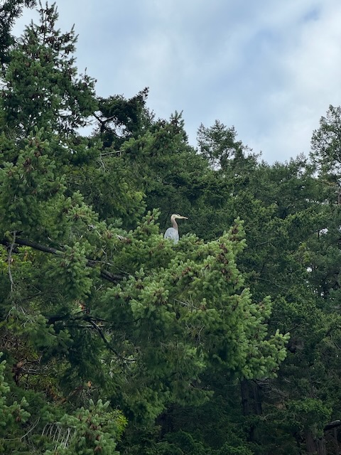 This guy screamed while flying over the camp, scaring the bejesus out of me & my tent-mate!