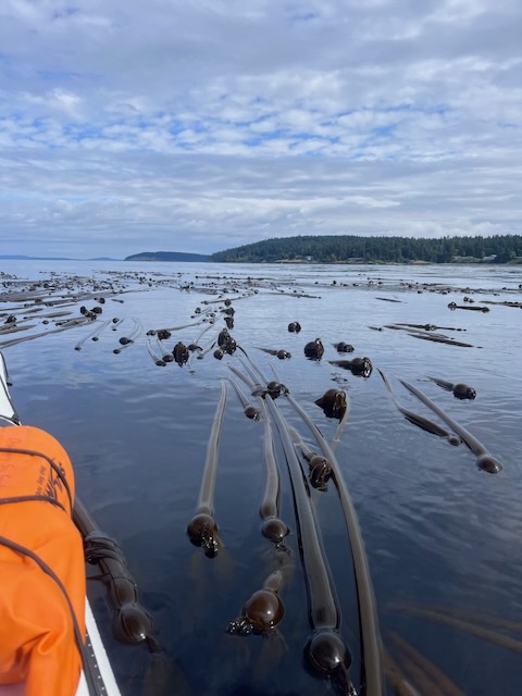 Bull kelp is slightly inherently kinky.