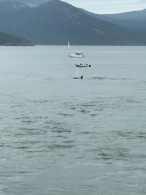 Hi, orca!