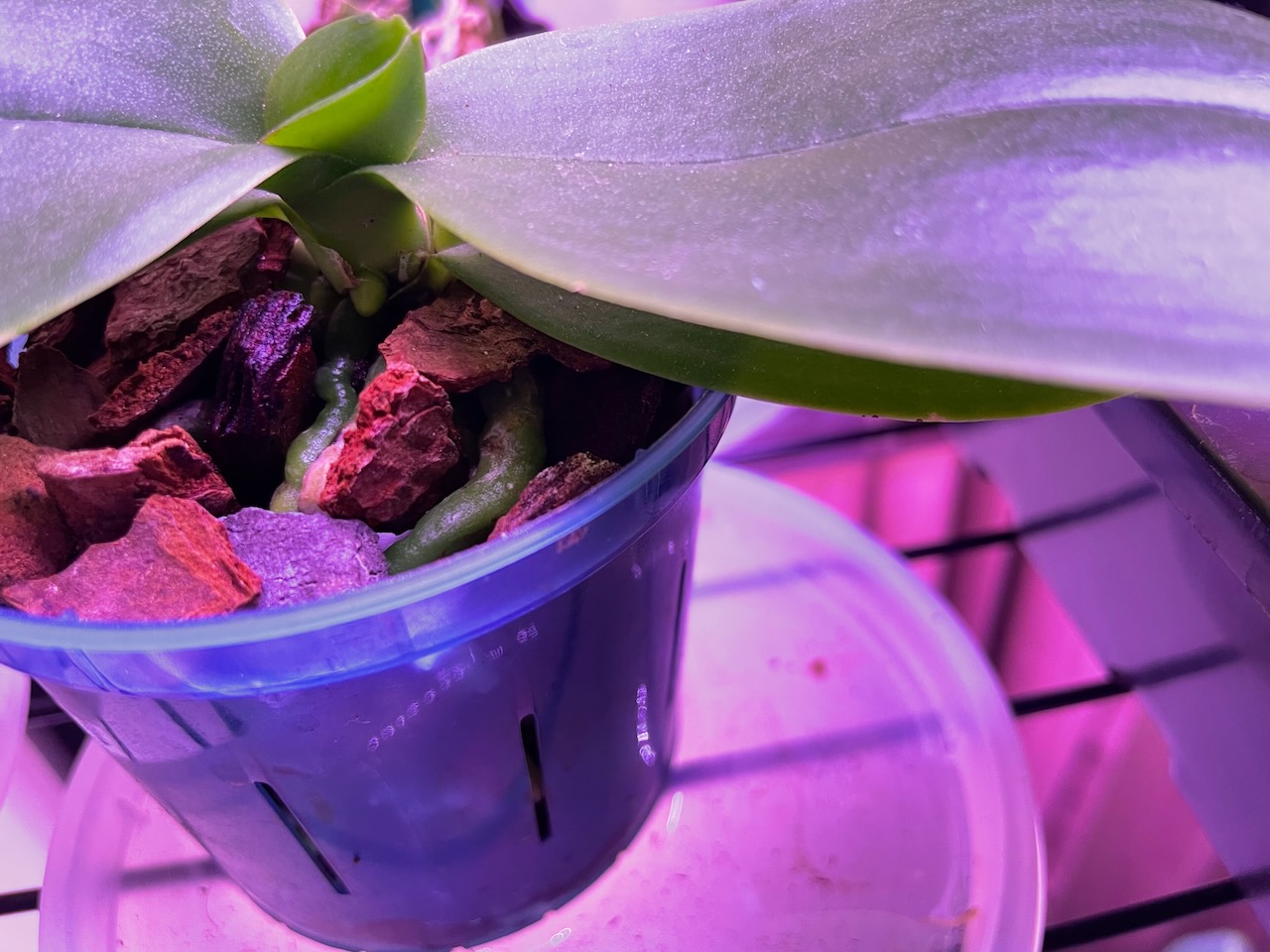 an extreme close up of the stem of a phalanopsis orchid. the stiff broad green leaves are visible stretching to each side, but the focus of the photo is the tiny nub of a new root emerging.