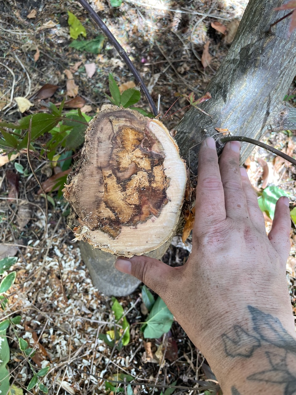 The cut part of the maple, after the large rotting limb had been removed. The wood is discolored dark brown, black, and tan, as opposed to the nearly white healthy wood, almost the entire diameter of the limb