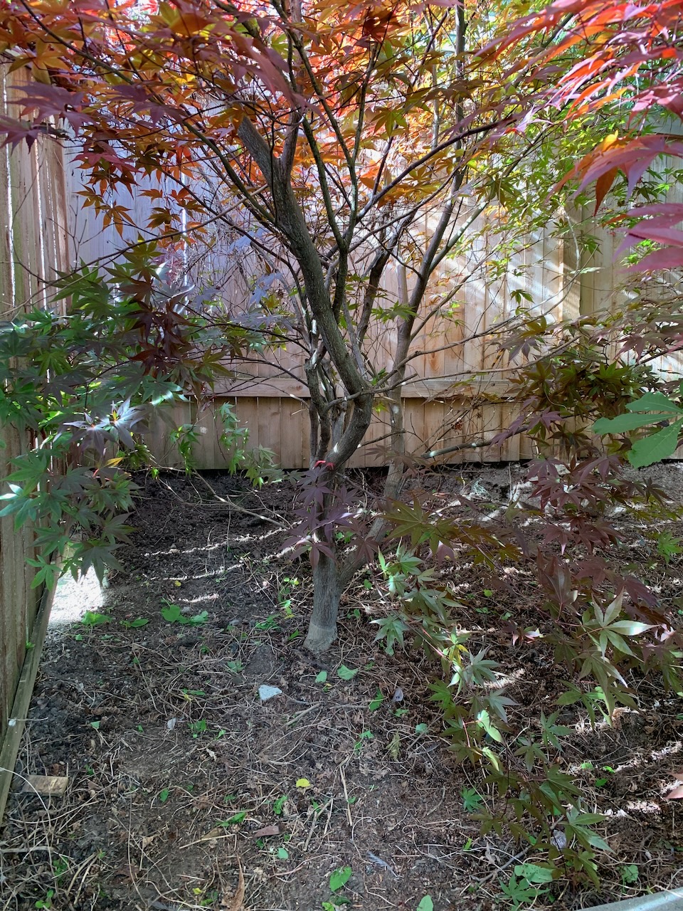 The trunk of a Japanese maple tree, planted into a slope behind a retaining wall. the tree looks healthy, has red and green leaves, and the branches extend out of the frame and over the height of the fence it's next to.