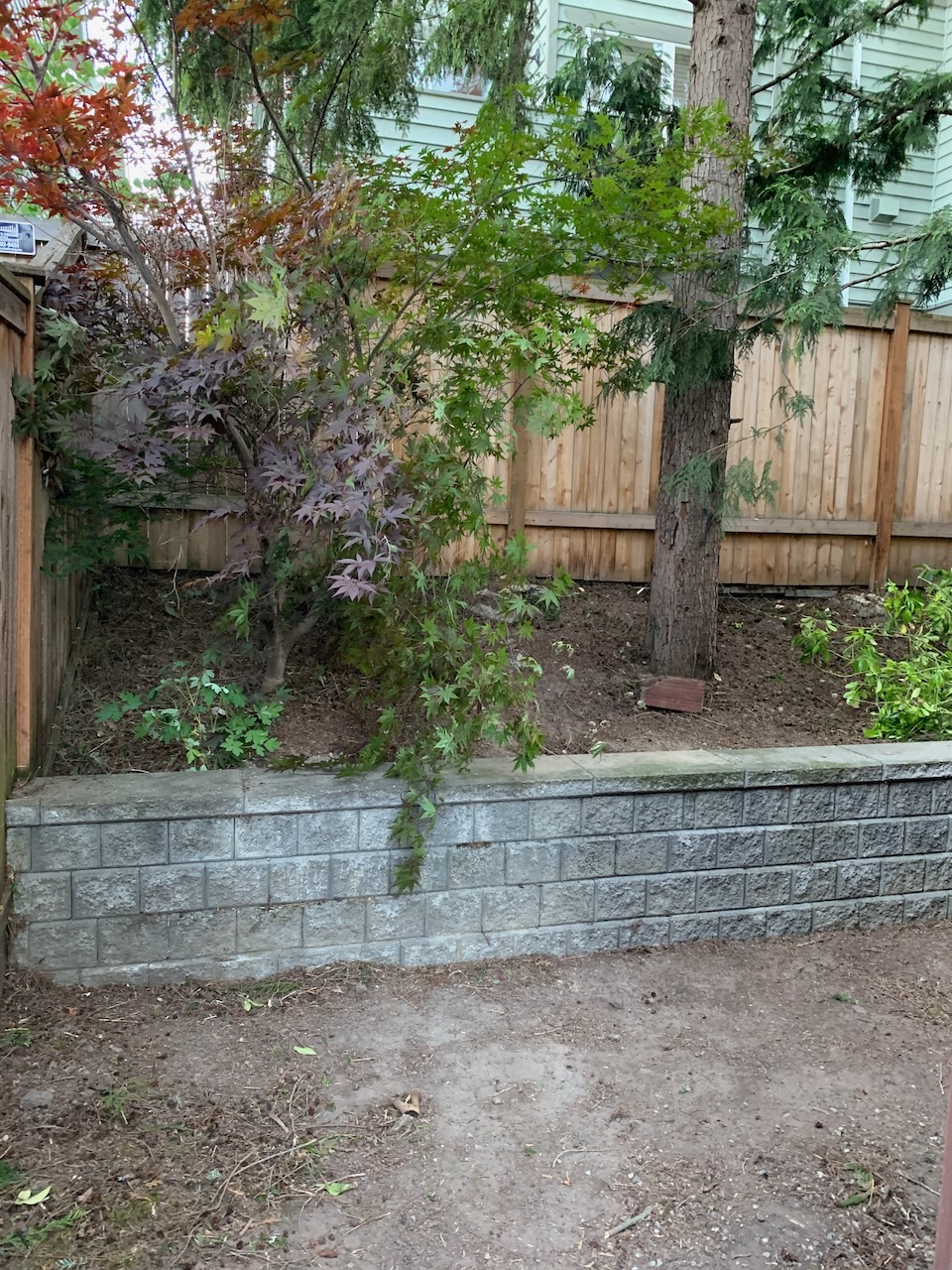 Another shot of the maple, this time from further back, so you can see the retaining wall (stone, a bit more than knee-high), and the small bleeding-heart plant that was planted in front of it.