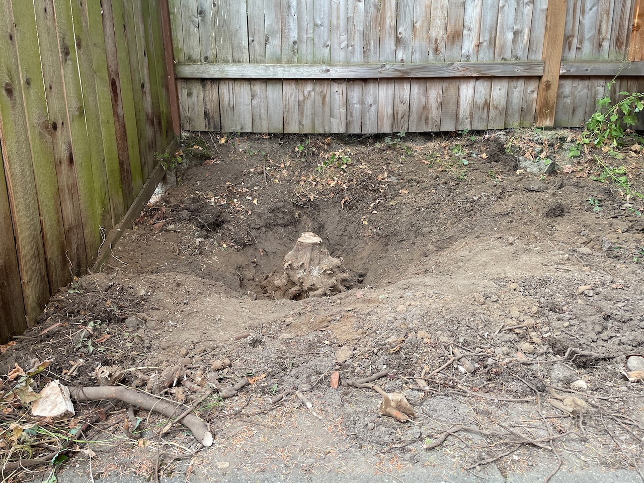 The hole around the stump, which has grown considerably. It's maybe a foot deep now, and many points where roots used to be are visible. The dirt is piled up all around the hole.