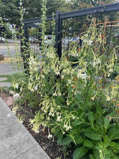 multiple tall plants grow along a black metal fence. this one reaches to the top of the fence, and has pendulous white flowers with very narrow necks a couple inches long and then a small flare at the end.
